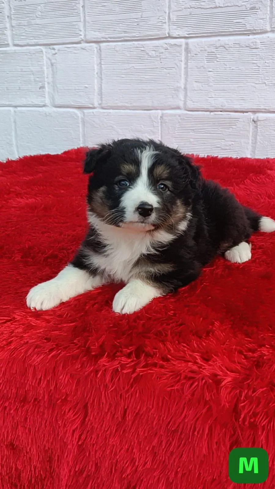 Cachorro Border Collie línea de belleza