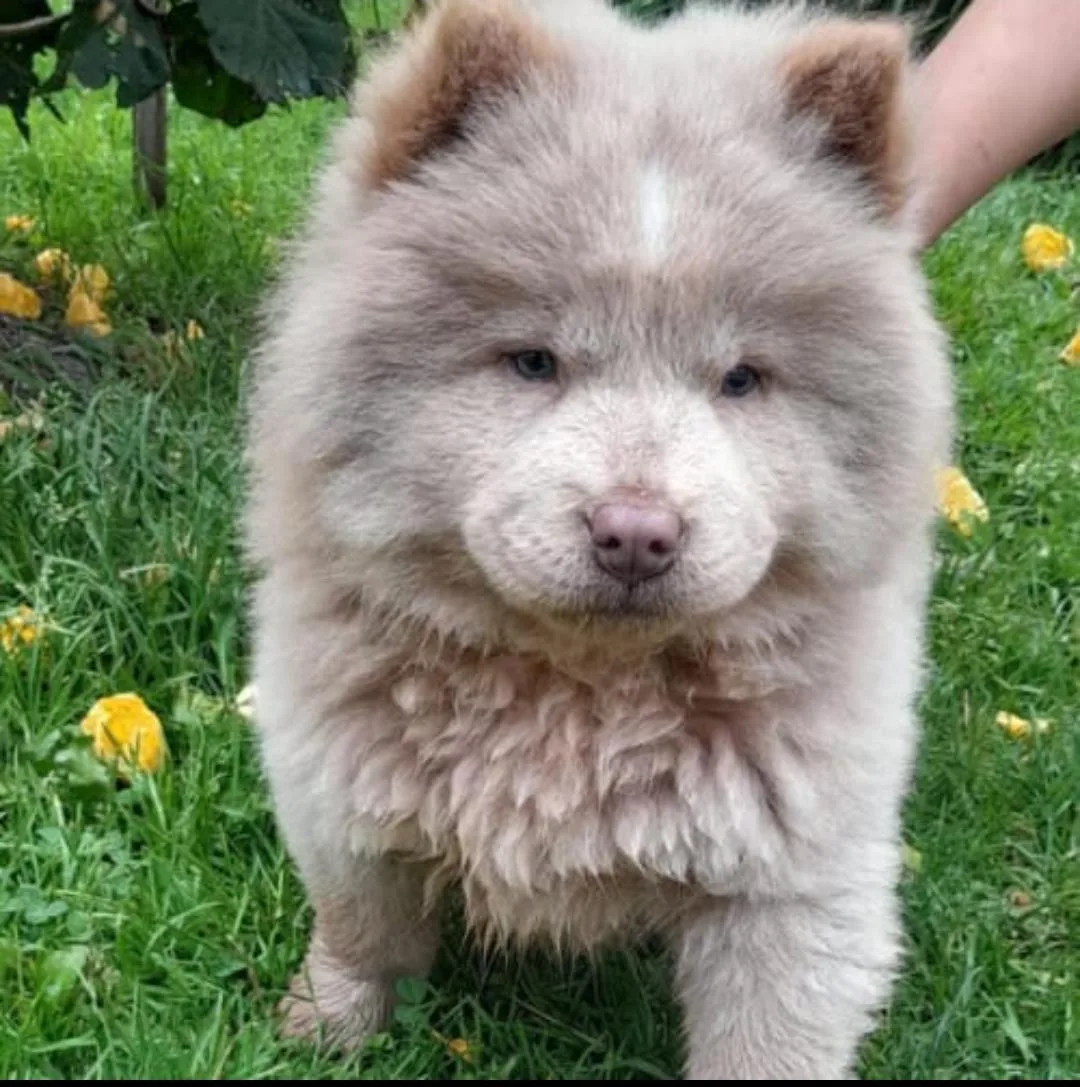 Cachorro Chow Chow