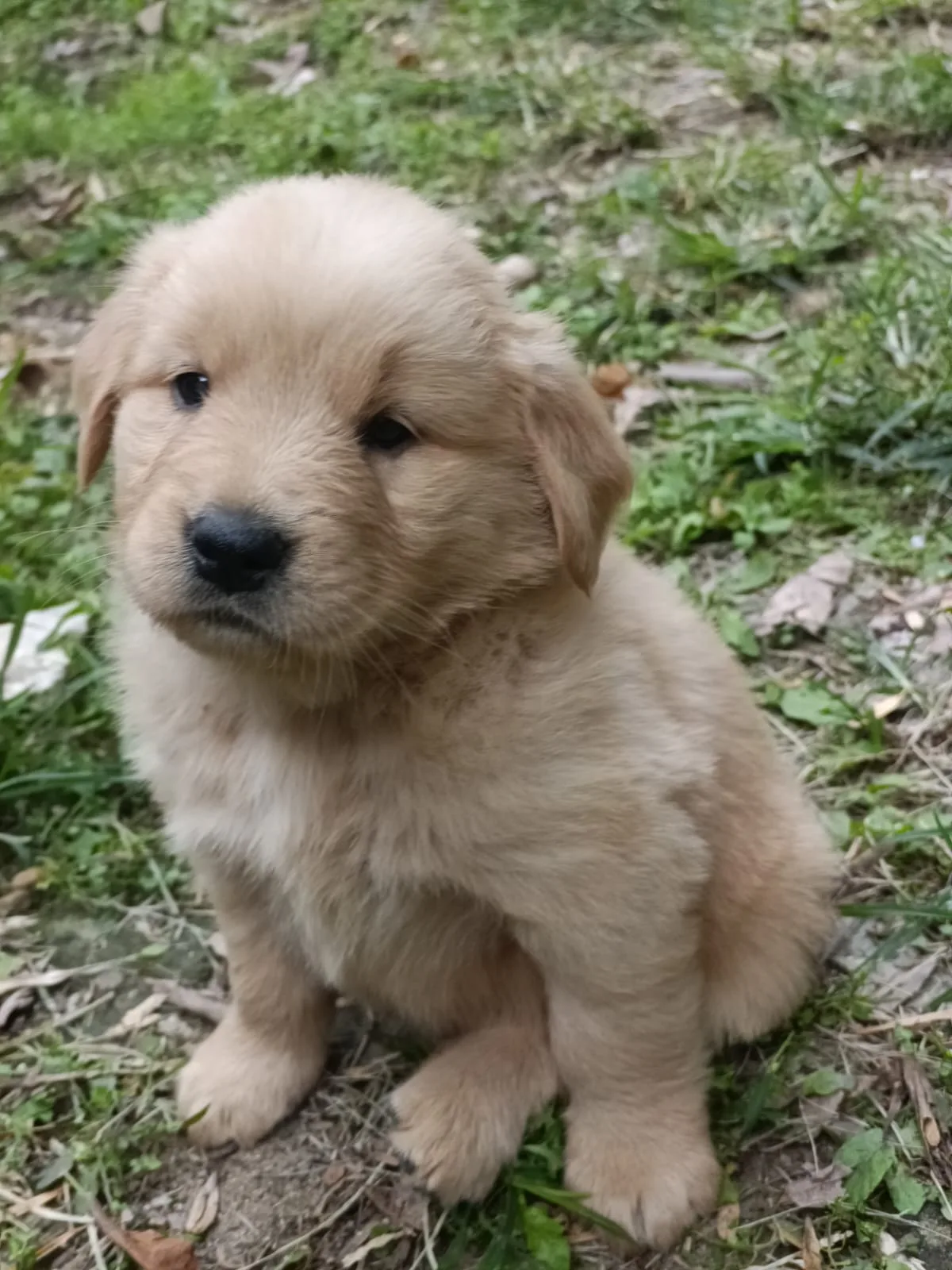 Cachorro Golden Retriever