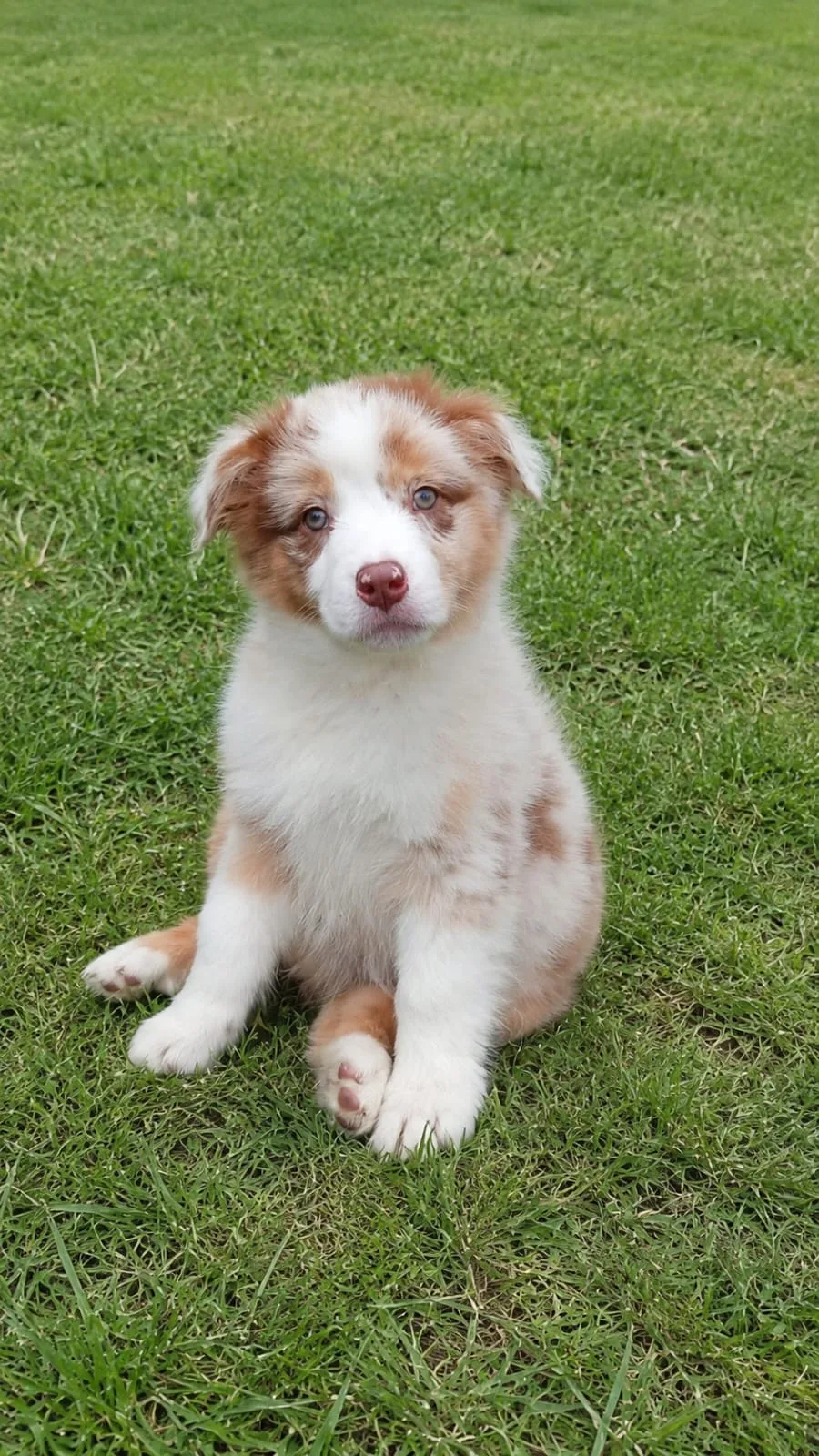 Cachorro Pastor Ovejero Australiano