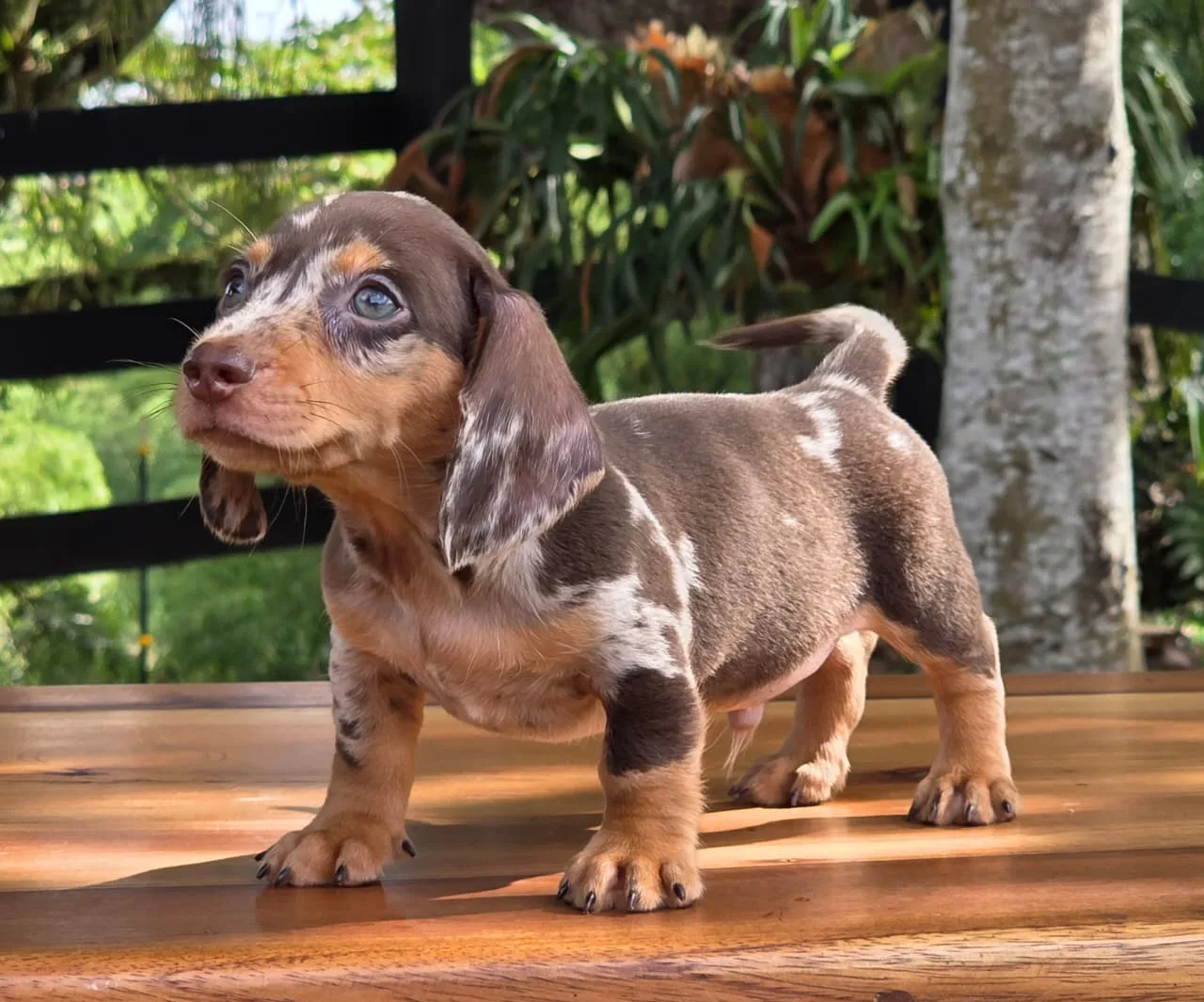 Cachorro Teckel pelo corto